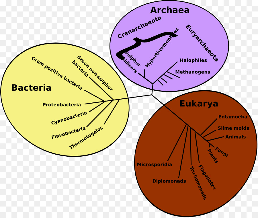 Filogenetik Ağaç，Bakteriler PNG