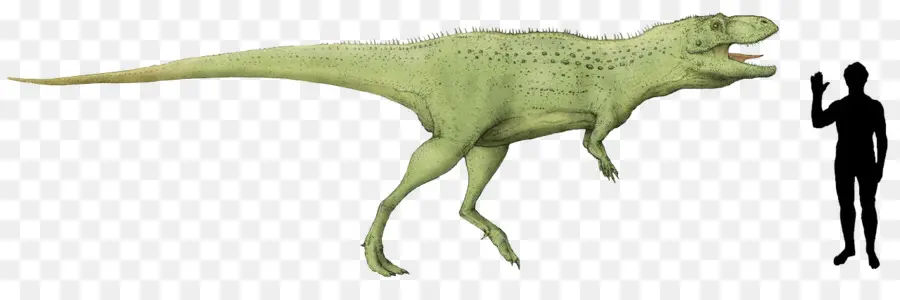 ındosaurus，Tyrannosaurus PNG