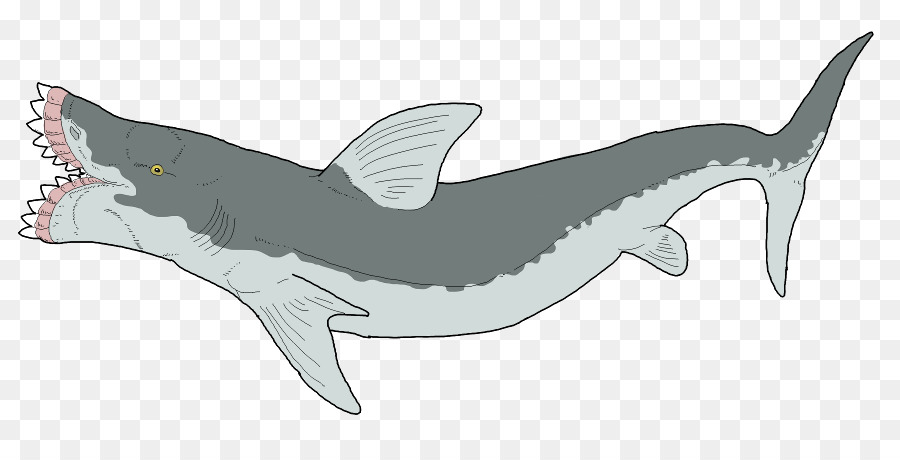 Köpekbalığı，Edestus PNG