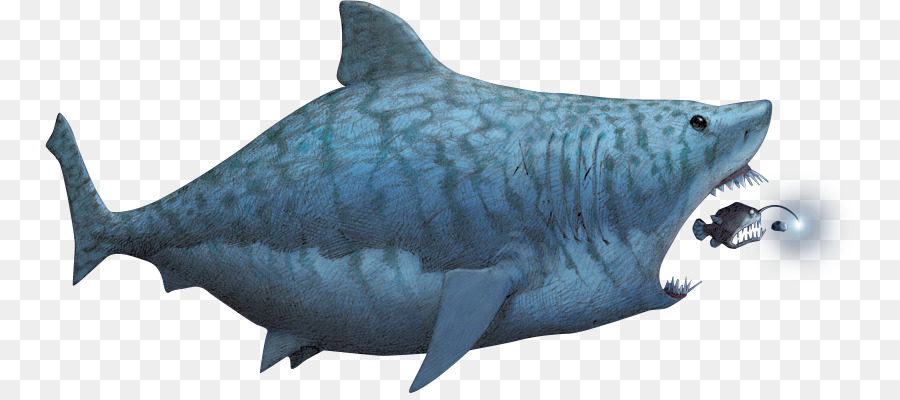 Köpekbalığı，Sanat PNG