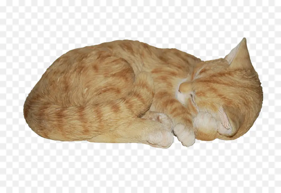 Kedi，Gerçek Hayat Canlı Sanatlar Uyuyan Kedi PNG