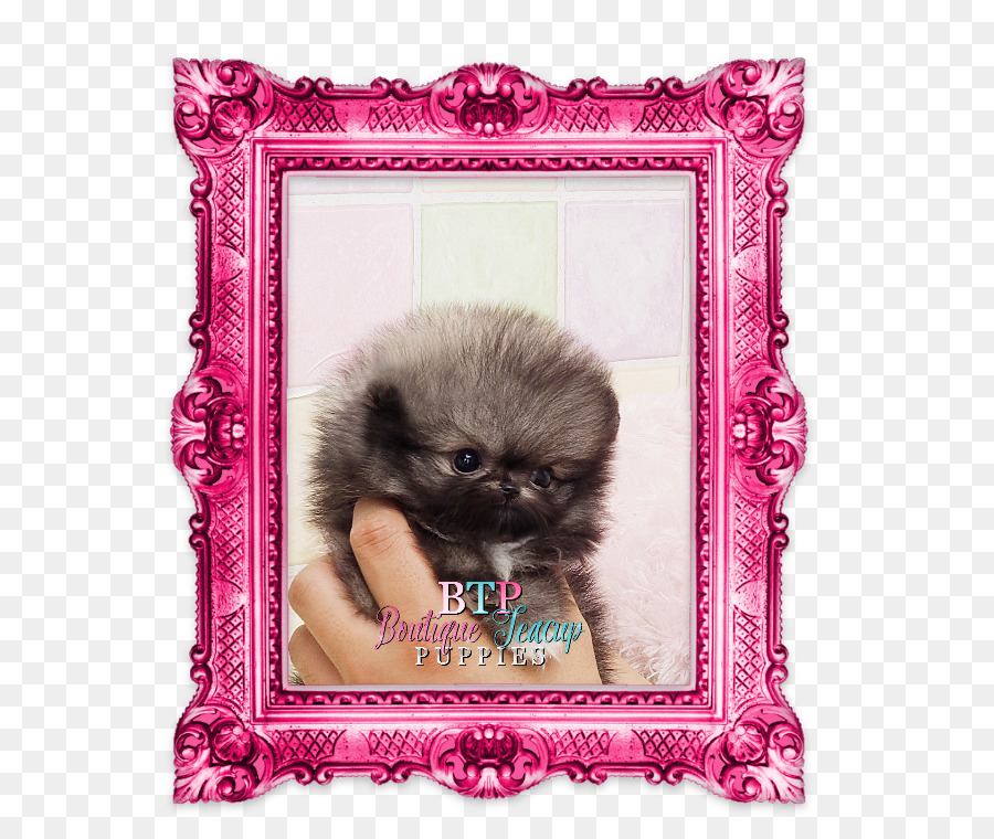 Pomeranian，Köpek Yavrusu PNG