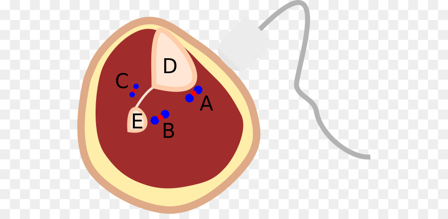 Buzağı，Posterior Tibial Arter PNG