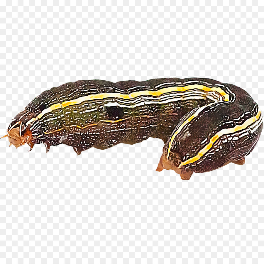 Tırtıl，Larva PNG