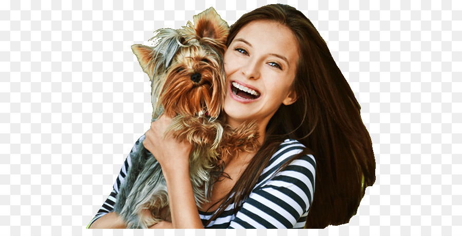 Yorkshire Terrier，Köpek ırkı PNG