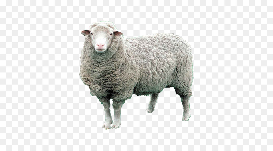 Koyun，Hayvancılık PNG