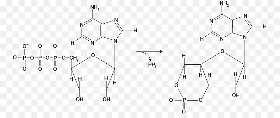Adenylyl Orta Sınıf，Cyclic Adenozin Monofosfat PNG
