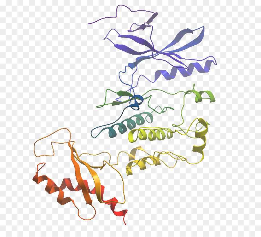 Grafik Tasarım，Wnk Lizin Eksikliği Protein Kinaz 3 PNG