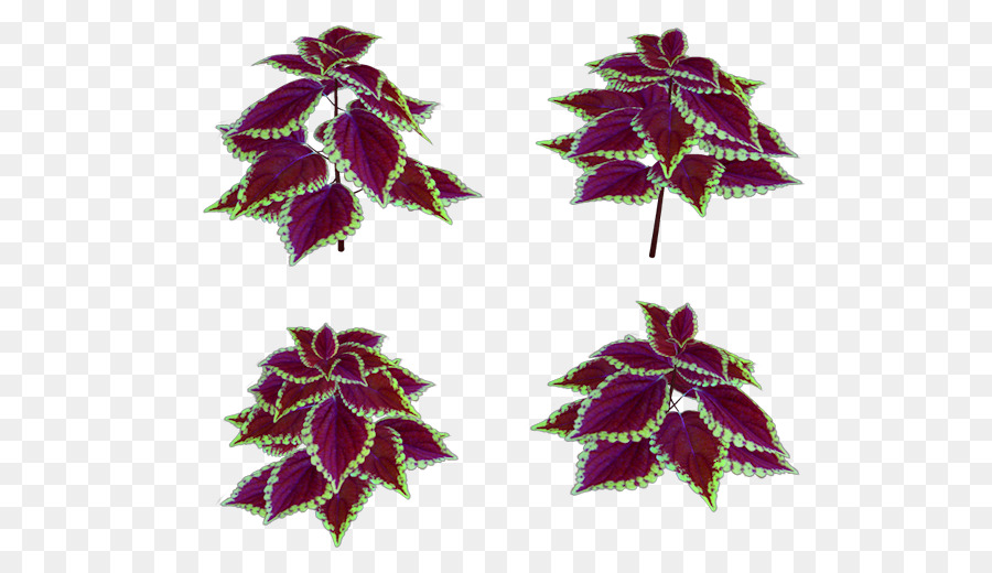 Coleus Bitkileri，Yapraklar PNG