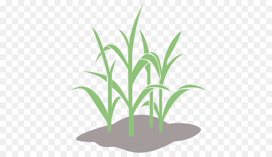 Buğday，Bilgisayar Simgeleri PNG
