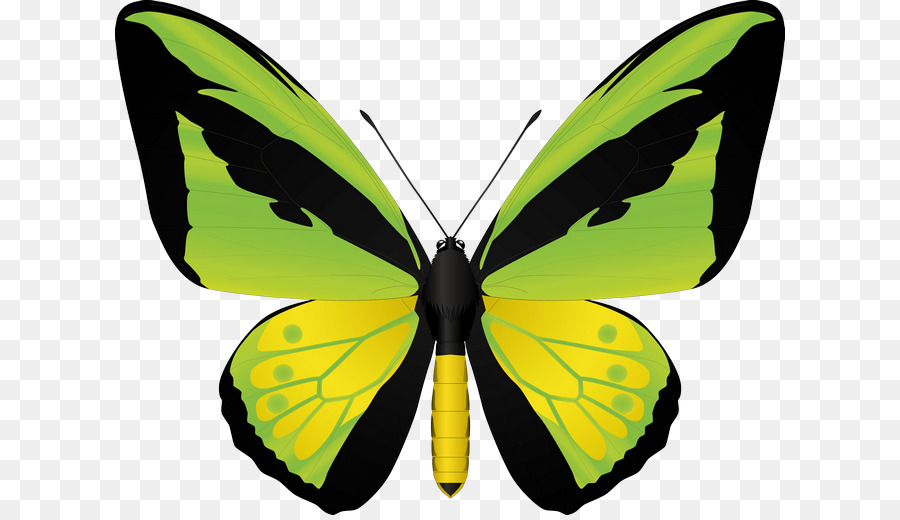 Böcek，Birdwing PNG