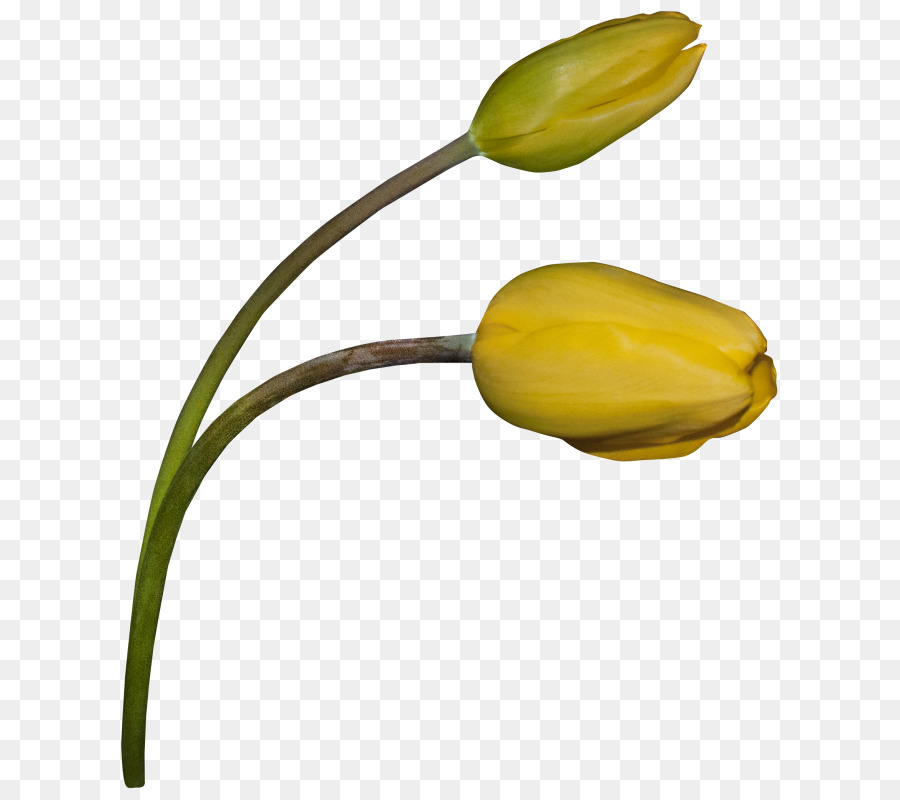 Lale，çiçek PNG