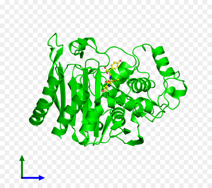 Yeşil Protein Yapısı，Biyoloji PNG