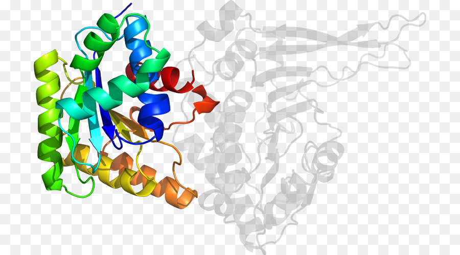 Protein Yapısı，Molekül PNG