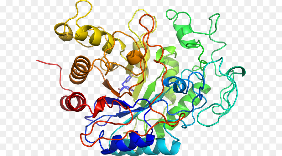 Protein Yapısı，Molekül PNG