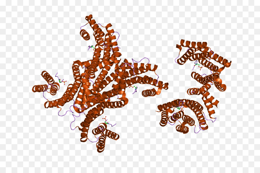 Ywhag，1433 Protein PNG