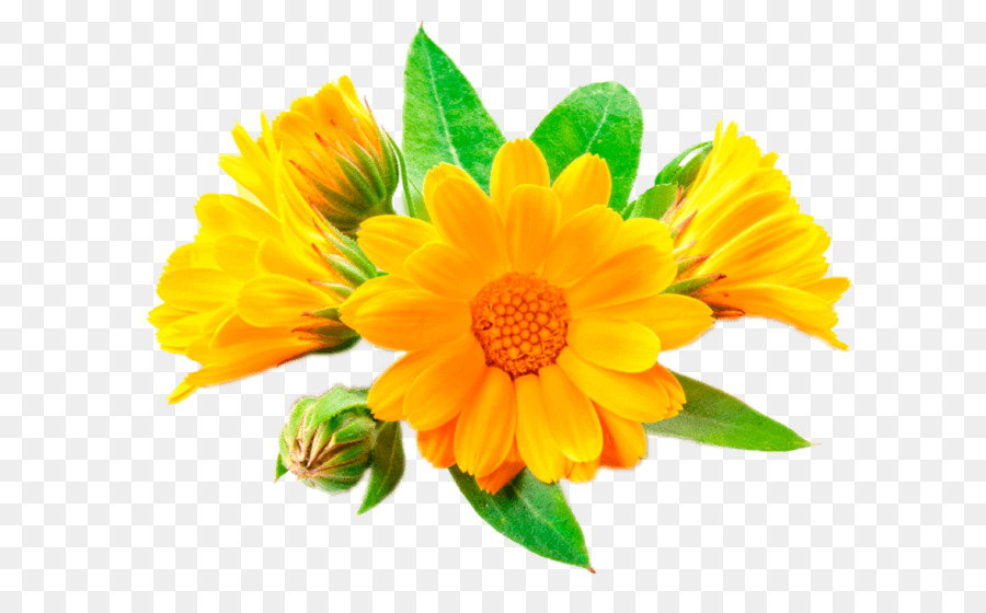 Kadife çiçeği，İngilizce Marigold PNG