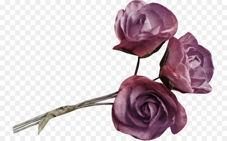 Bahçe Güller，Plaj Rose PNG