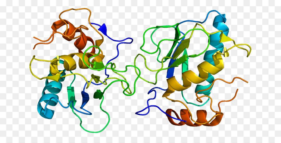 Protein Yapısı，Biyoloji PNG