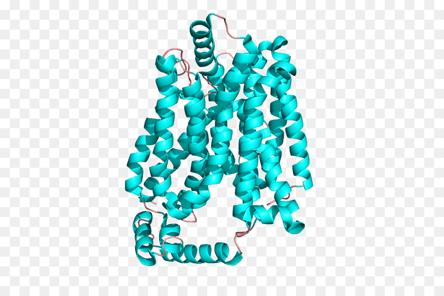 Glut1，Glukoz Transporter PNG