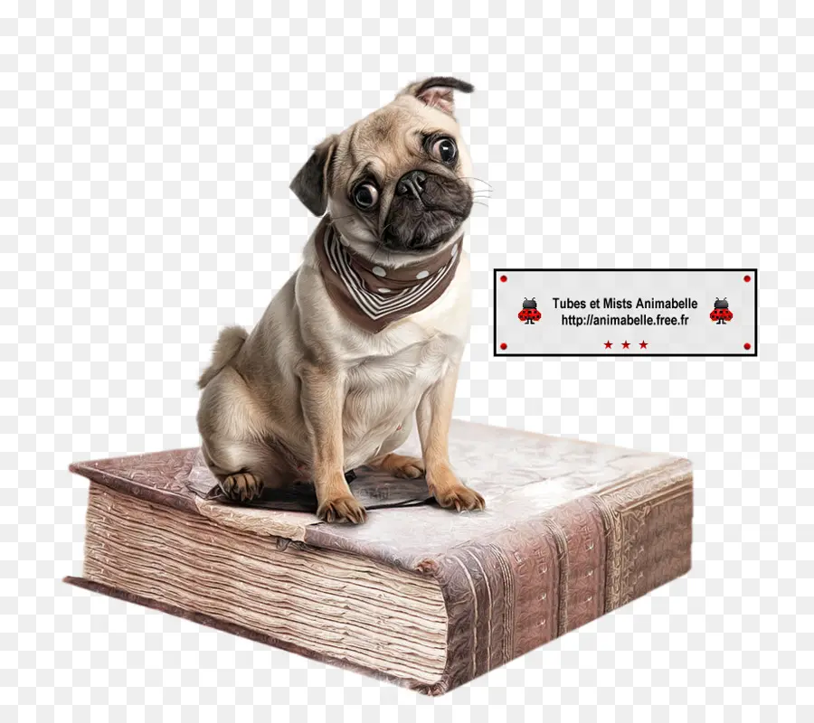 Kitaptaki Pug，Köpek PNG