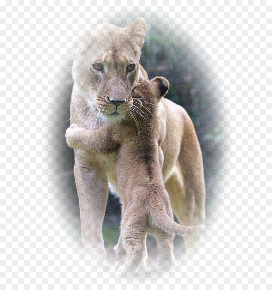 Aslan，Köpek PNG