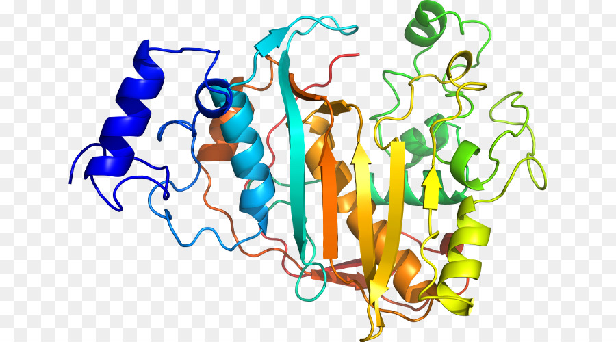 Protein Yapısı，Molekül PNG