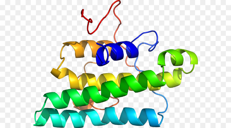 Protein Yapısı，Biyoloji PNG