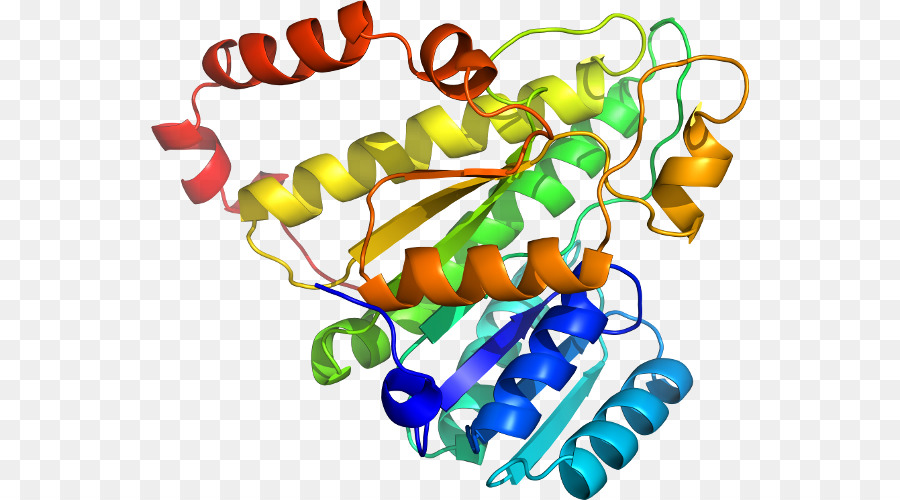 Protein Yapısı，Molekül PNG