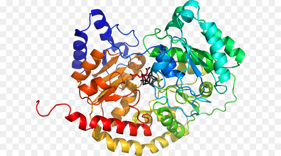 Protein Yapısı，Molekül PNG