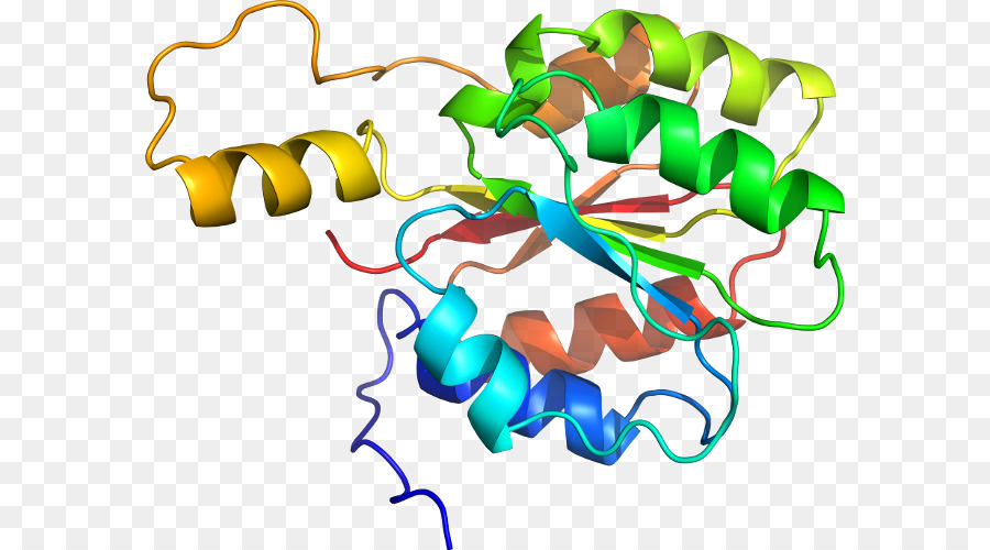 Protein，Molekül PNG