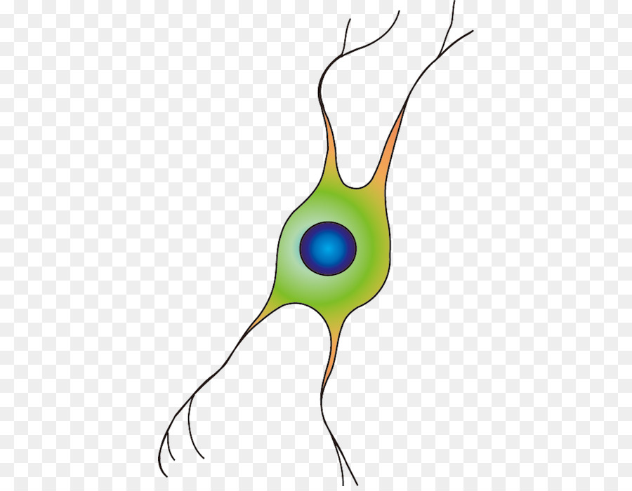 Oligodendrocyte，Yaşam Için Veritabanı Merkezi Bilim PNG