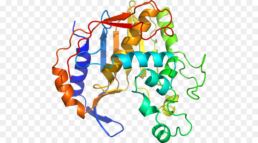 Protein Yapısı，Molekül PNG