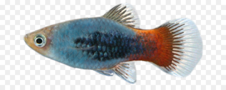 Balık，Mavi PNG