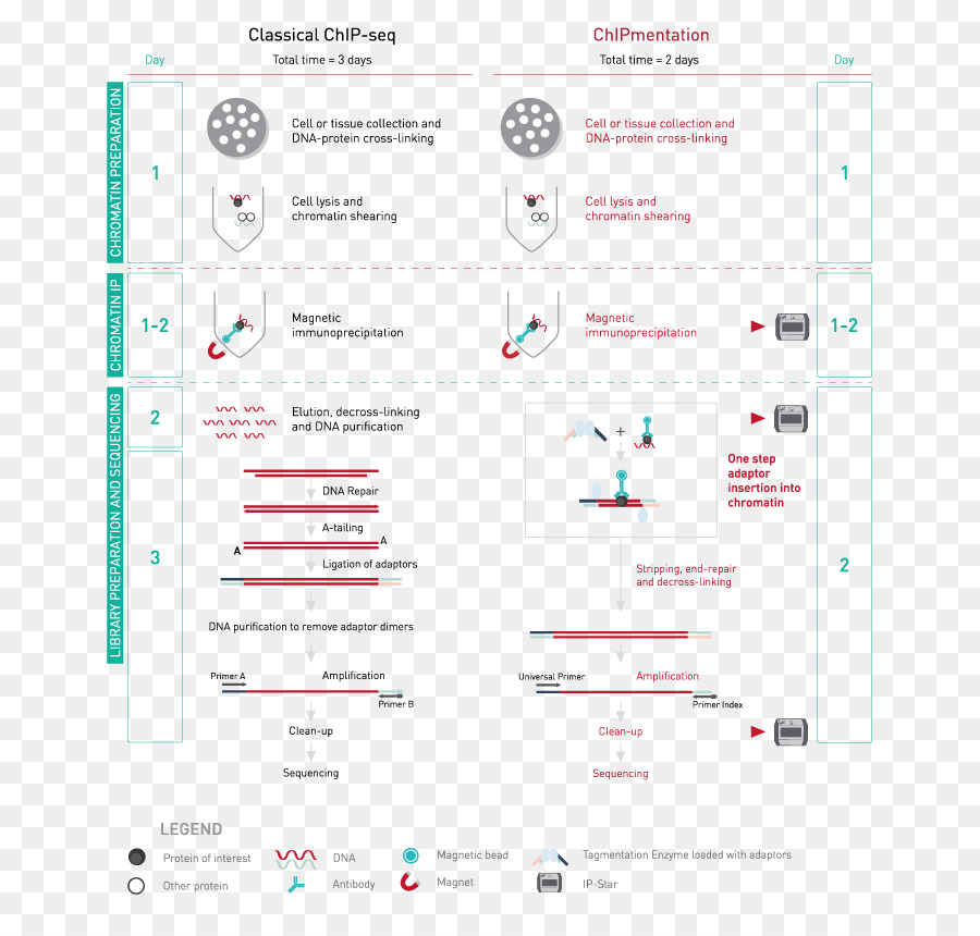 Chipsequencing，Kromatin Immünopresipitasyon PNG