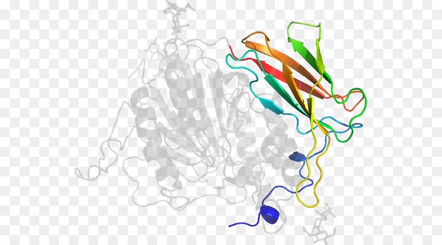 Protein Yapısı，Molekül PNG