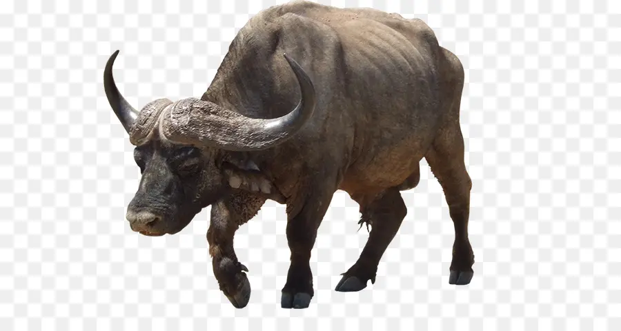 Yak，Memeli PNG