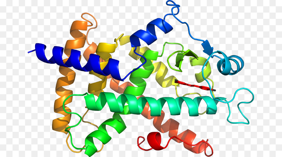 Protein Yapısı，Molekül PNG