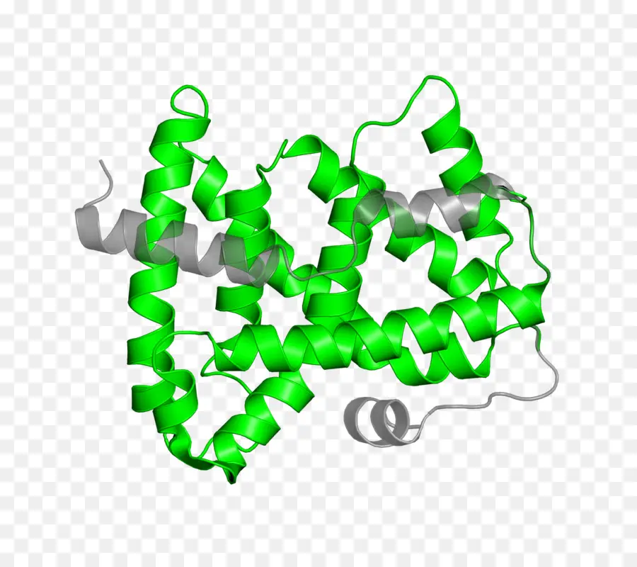 Protein Yapısı，Molekül PNG