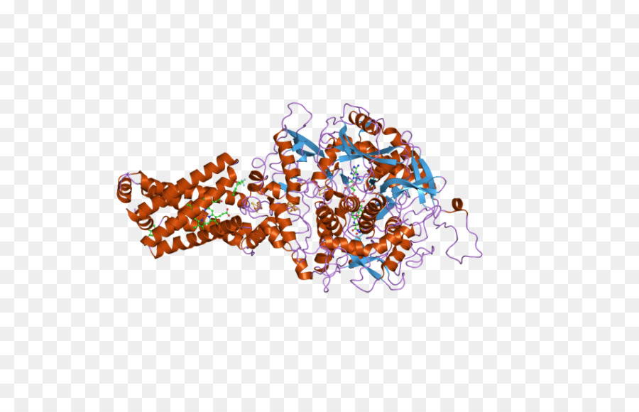 Protein Yapısı，Molekül PNG