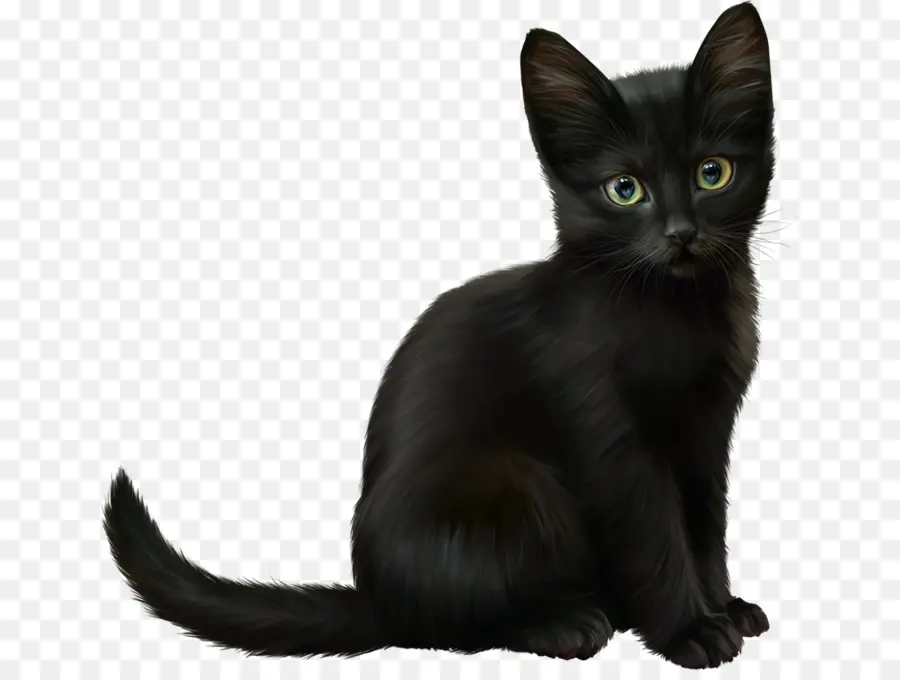 Siyah Yavru Kedi，Kedi PNG