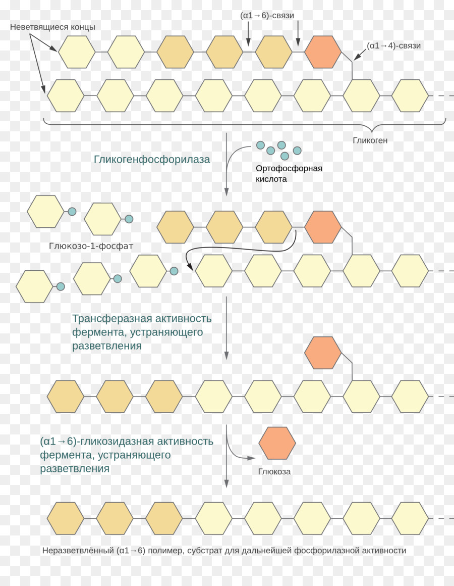 Glikojen Metabolizması，Biyokimya PNG