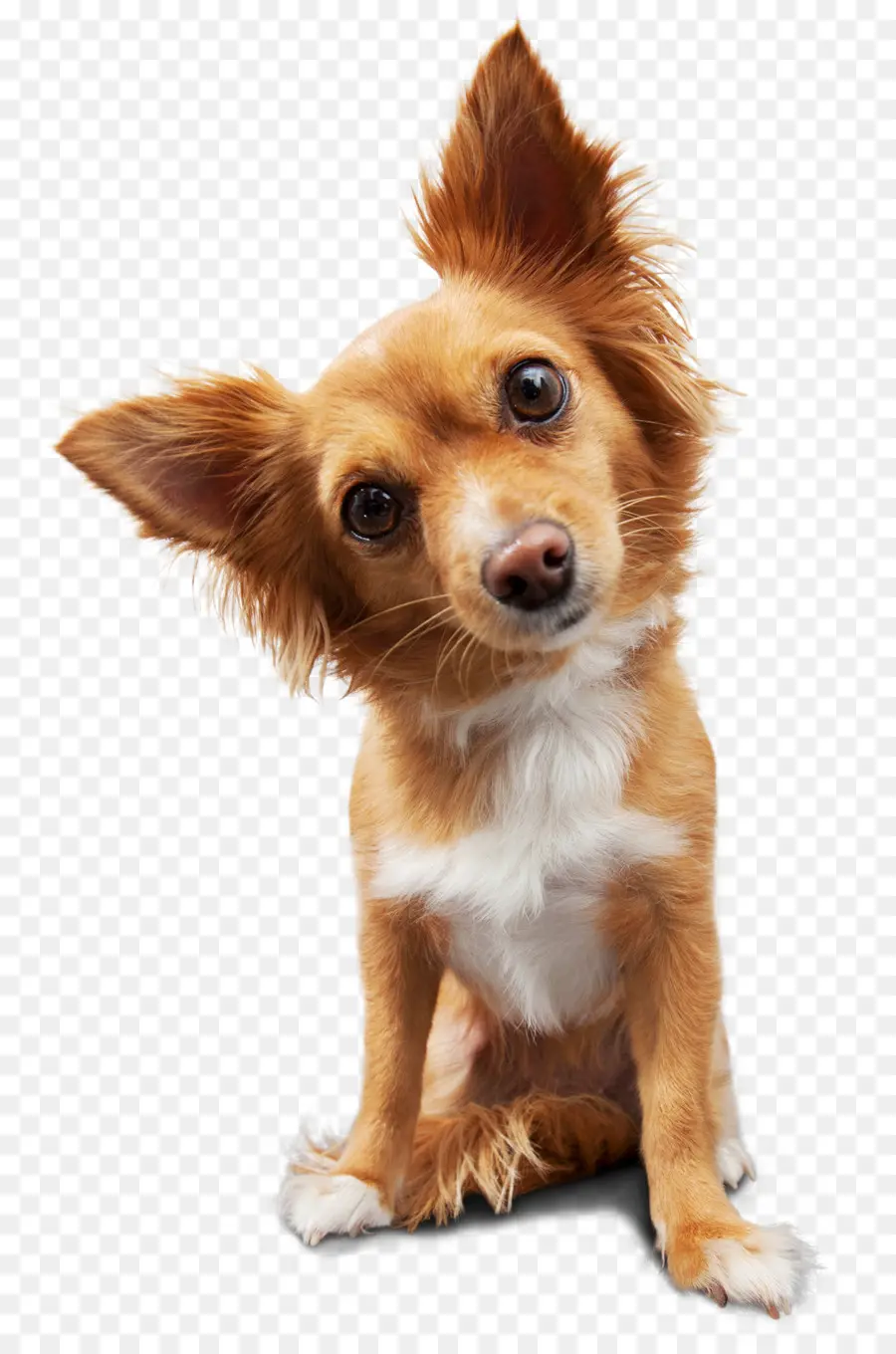 Papillon Köpeği，Küçük Köpek PNG