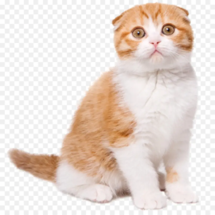 Kedi，Evcil Hayvan PNG