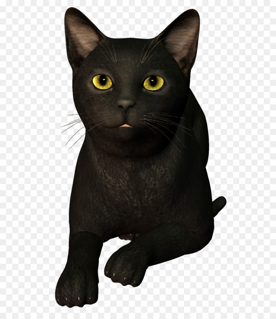 Kara Kedi，Evcil Hayvan PNG