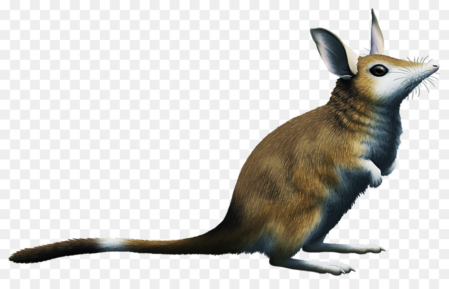 Bilby，Keseli Hayvan PNG