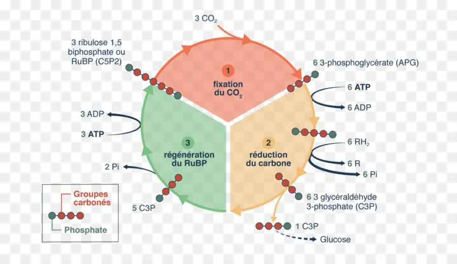 Calvin Döngüsü Diyagramı，Fotosentez PNG