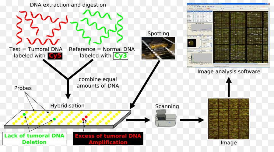 Karşılaştırmalı Genomik Hibridizasyon，Dna Mikrodizi PNG