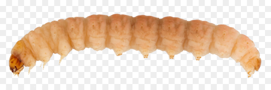 Doğu Meyve Güvesi，Larva PNG