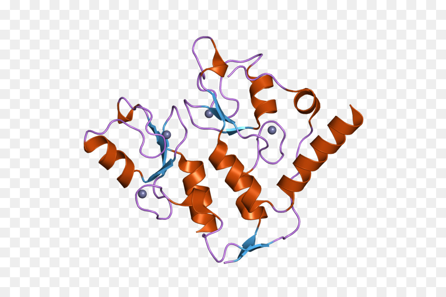 Protein Yapısı，Molekül PNG